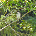 Eastern Kingbird