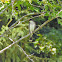 Eastern Kingbird