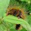 Moth caterpillar