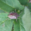 Sloe bug