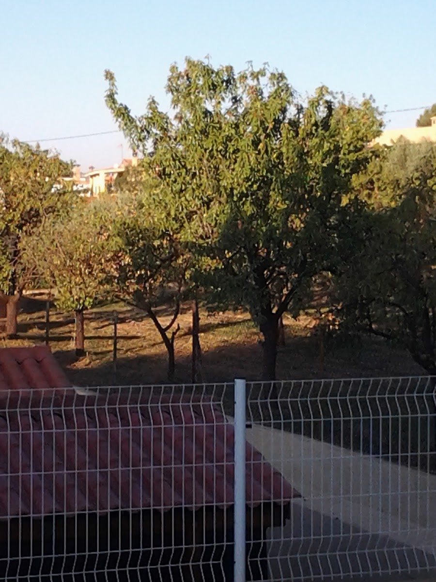 Almond trees