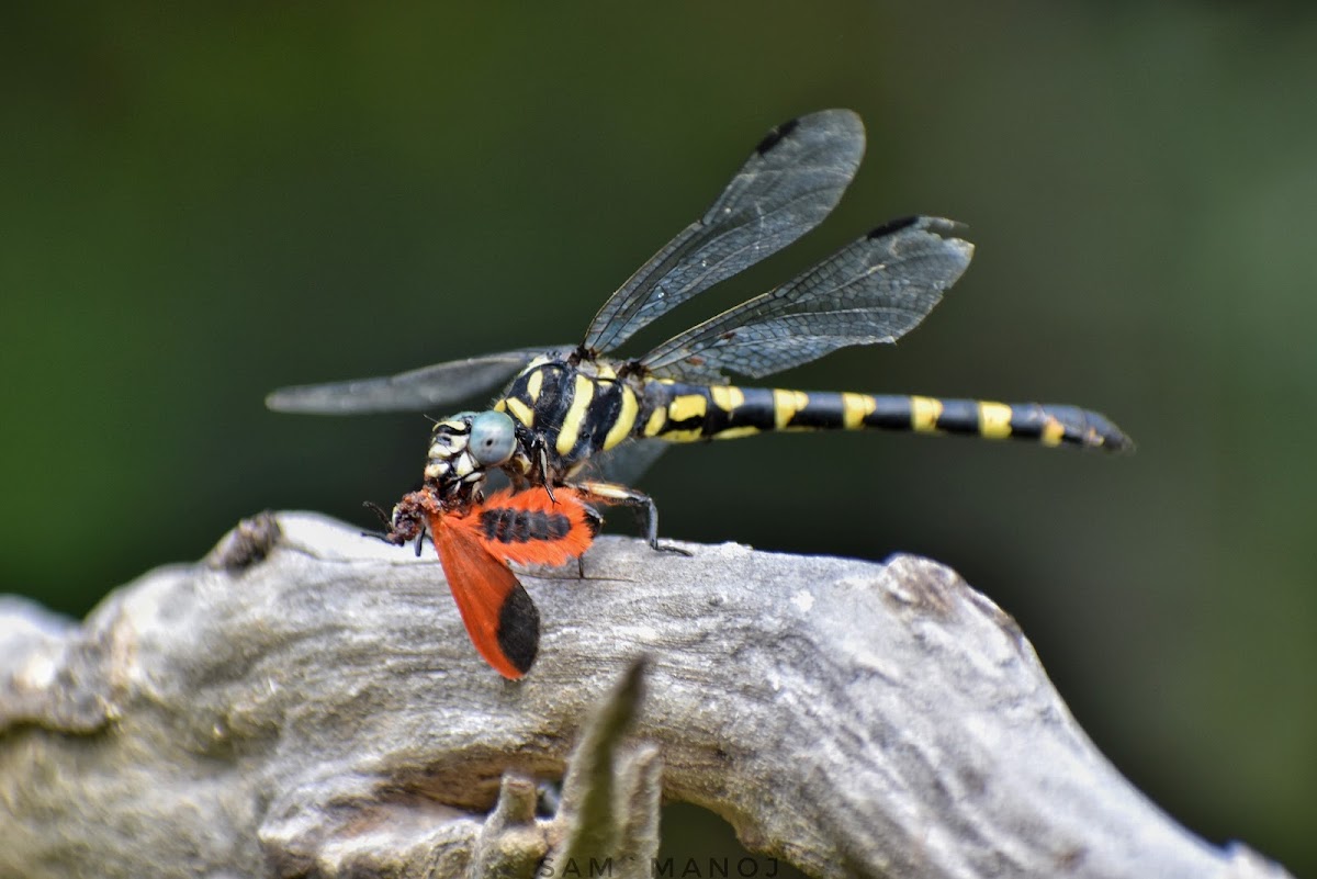 Tawny HookTail