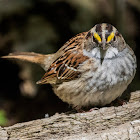 White-throated Sparrow