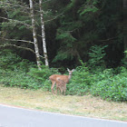 Blacktail Deer – Doe and Fawn