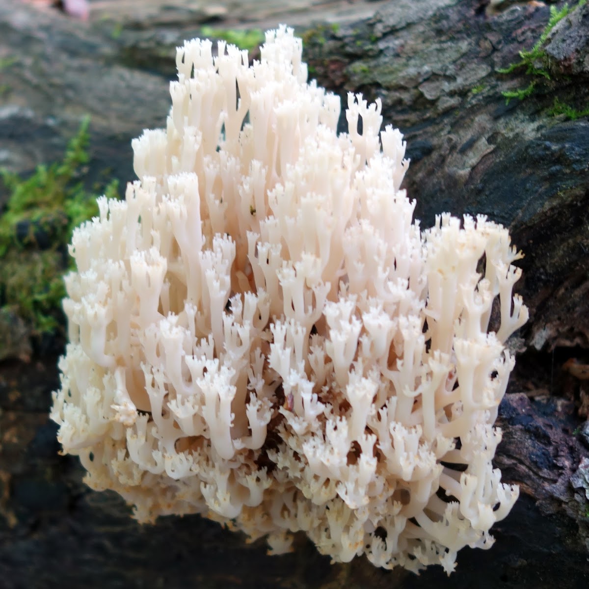 Crown Coral