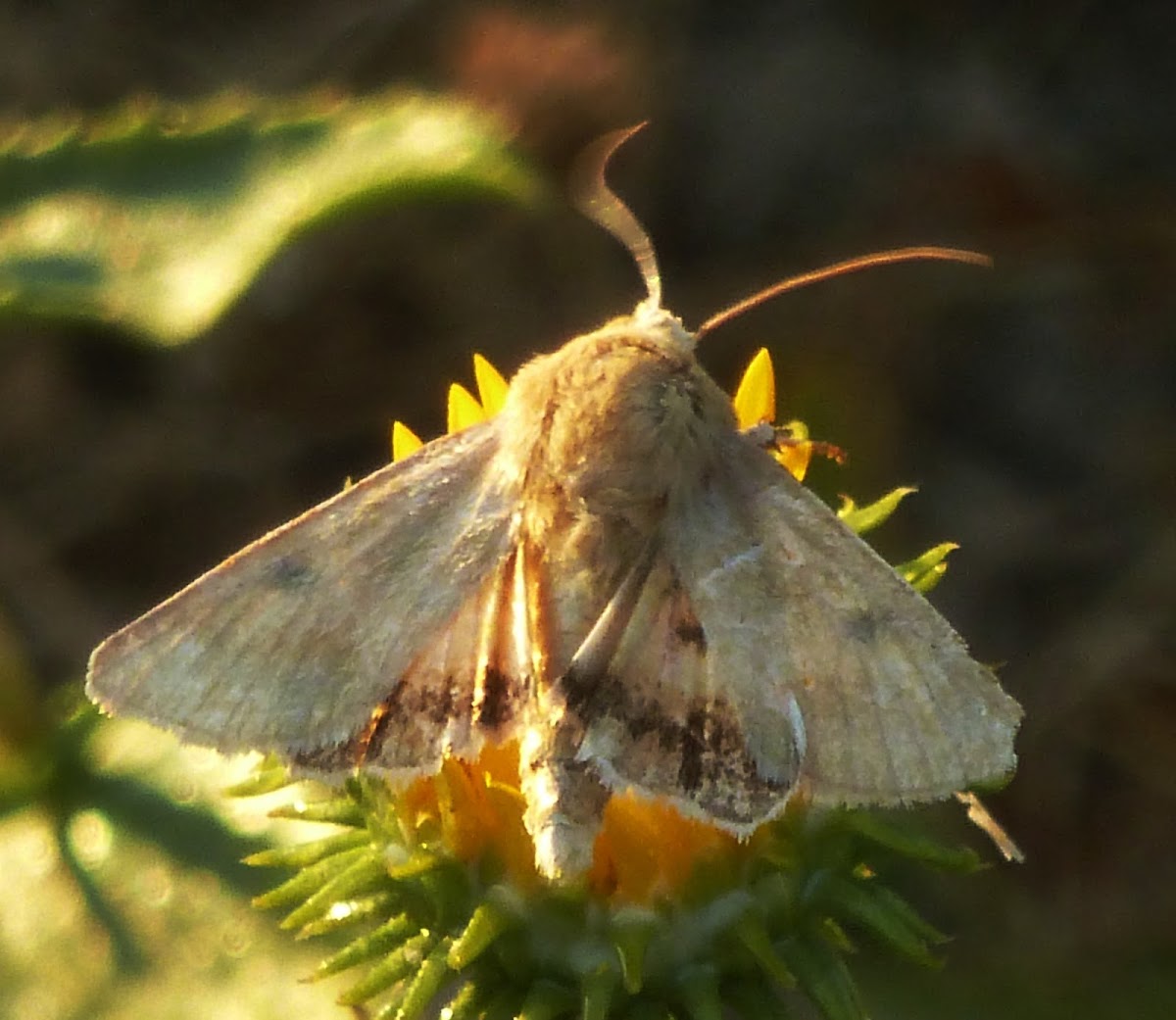 Straw moth