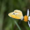 Dainty Sulphur