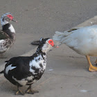 Muscovy Ducks