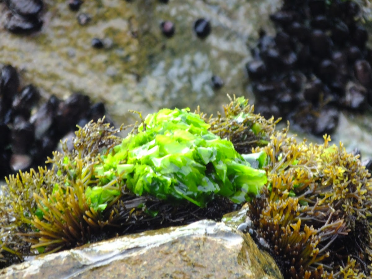 sea lettuce