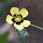 Spotted Rockrose