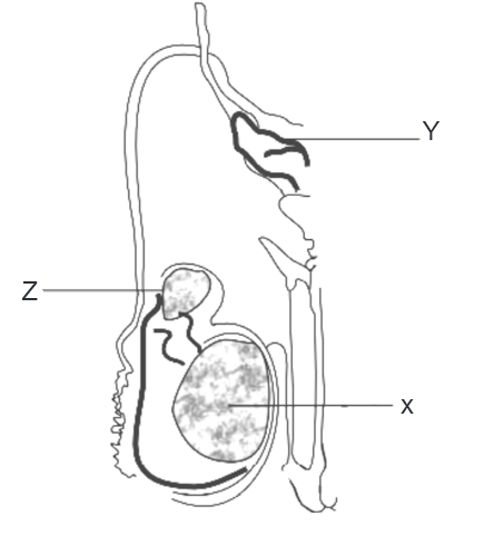 Male reproductive system