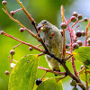 Buzzing Flowerpecker