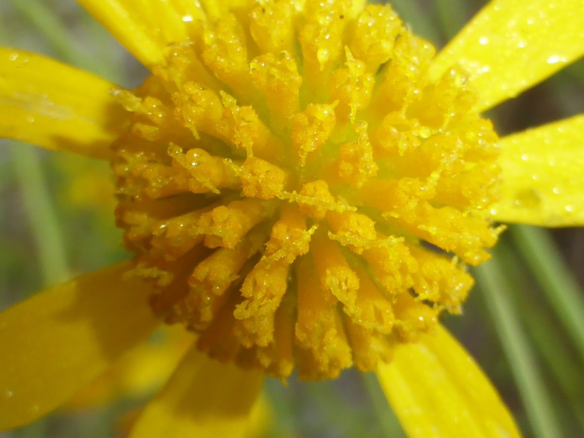 Coastal Plain Honeycombhead