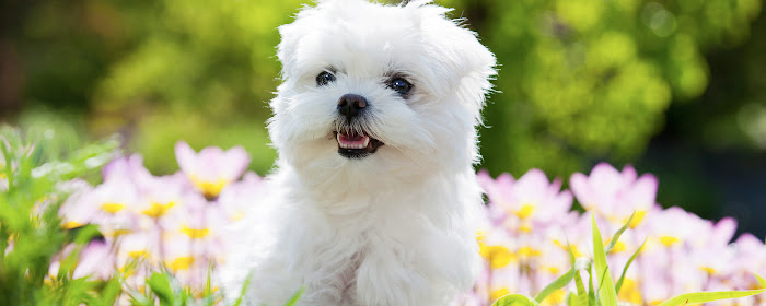 My Maltese Cute Puppy & Dog  HD Wallpapers marquee promo image