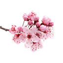 Cherry Blossom HD Wallpapers New Tab Themes