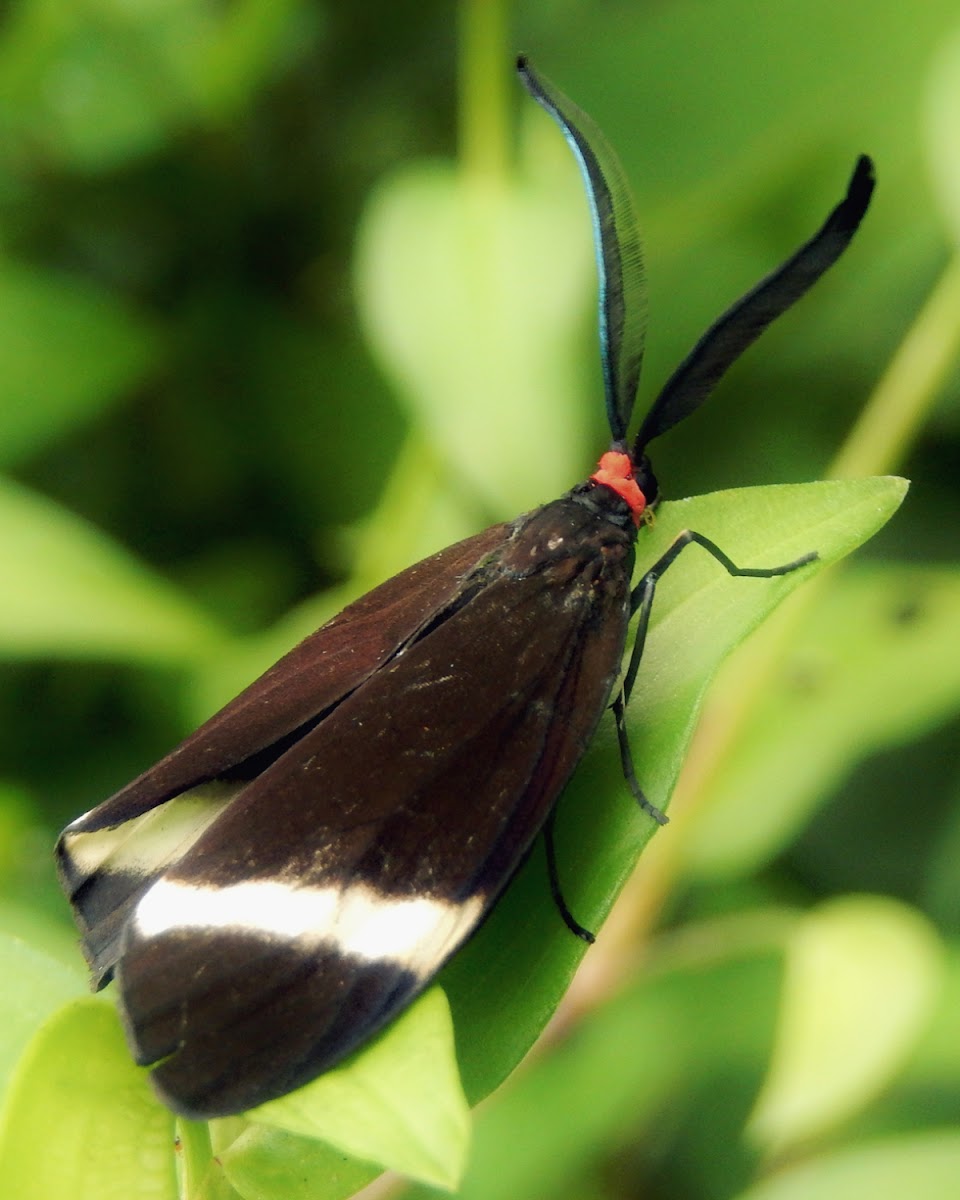 Day-Flying Moth