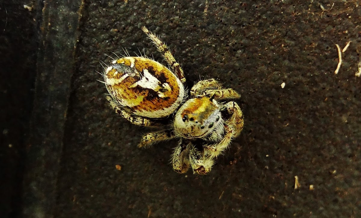 Jumping spider