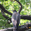 Crested Serpent Eagle