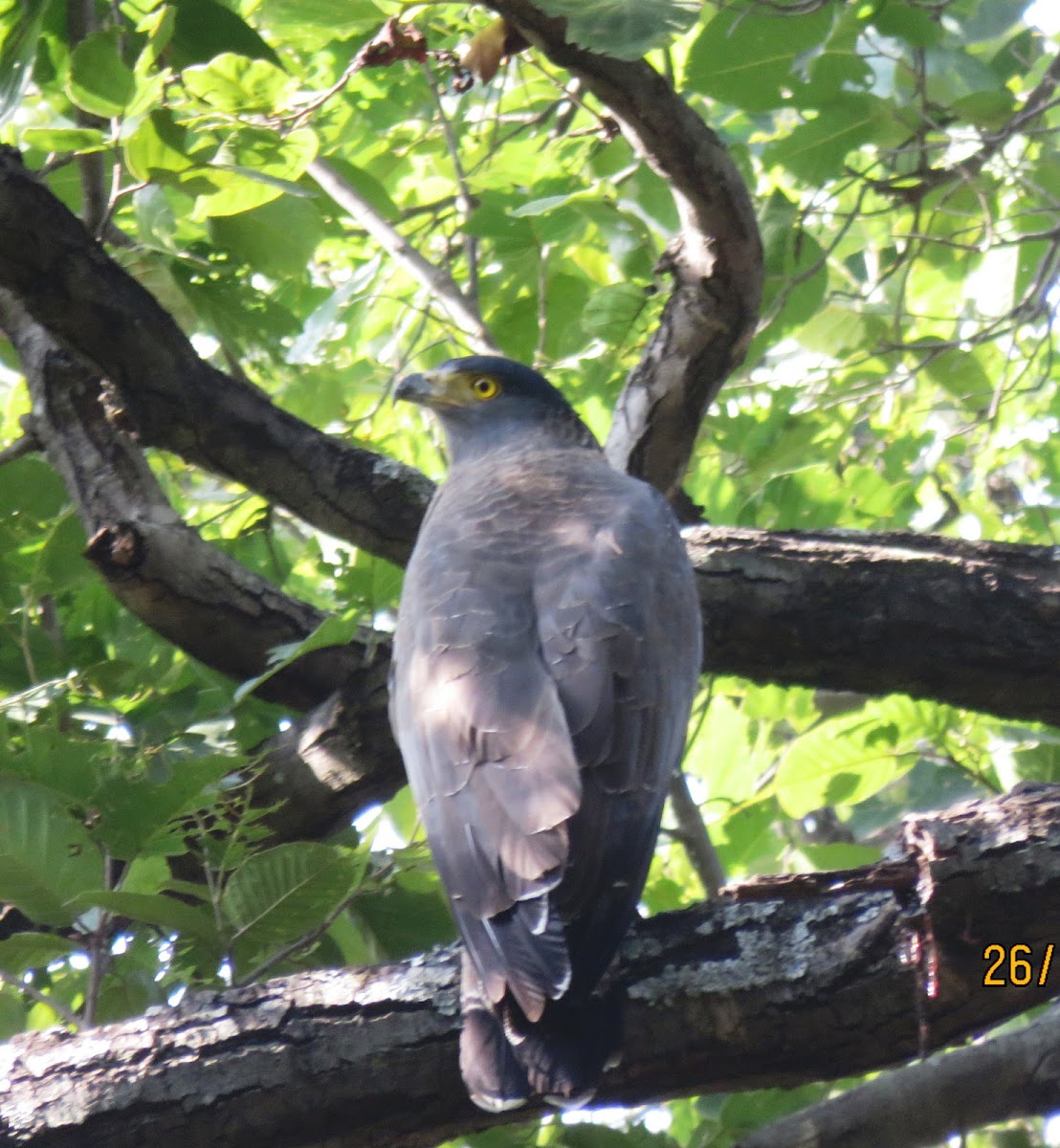 Crested Serpent Eagle