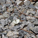 Cabbage white butterfly