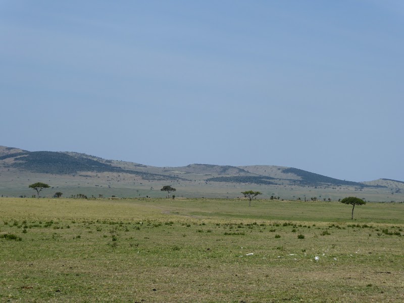 MASAI MARA: MAMA GUEPARDO ROSETTA Y SU PROLE. LEONES SAND RIVER - Un poquito de Kenia: Lagos Naivasha y Nakuru, Samburu y Masai Mara (27)