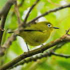 Yellowish White-Eye