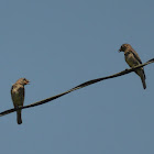 Eastern bluebird