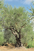 A mature olive tree can reach heights of 6m or more.