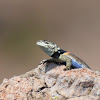 Red-spotted Minor Lizard - Lagartija Menor de Manchas Rojizas