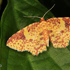 Geometrid moth