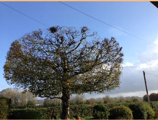 DJ Willett Landscapes & Tree Services