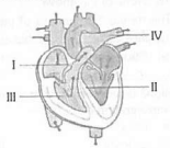 Structure and Function of heart