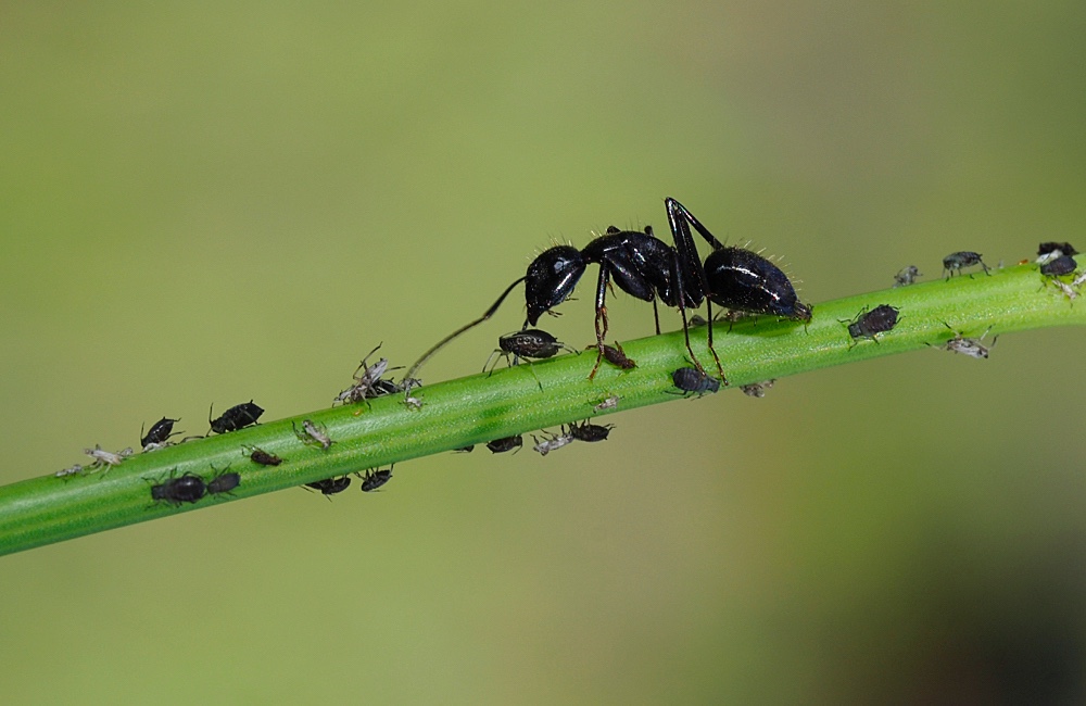 Hormiga (Ant)