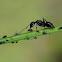 Hormiga (Ant)