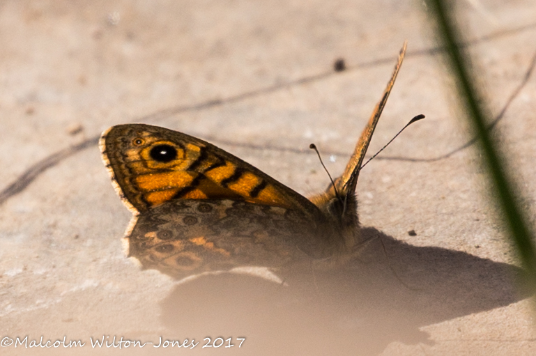 Speckled Wood