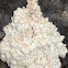 Bear's Head Tooth Fungus