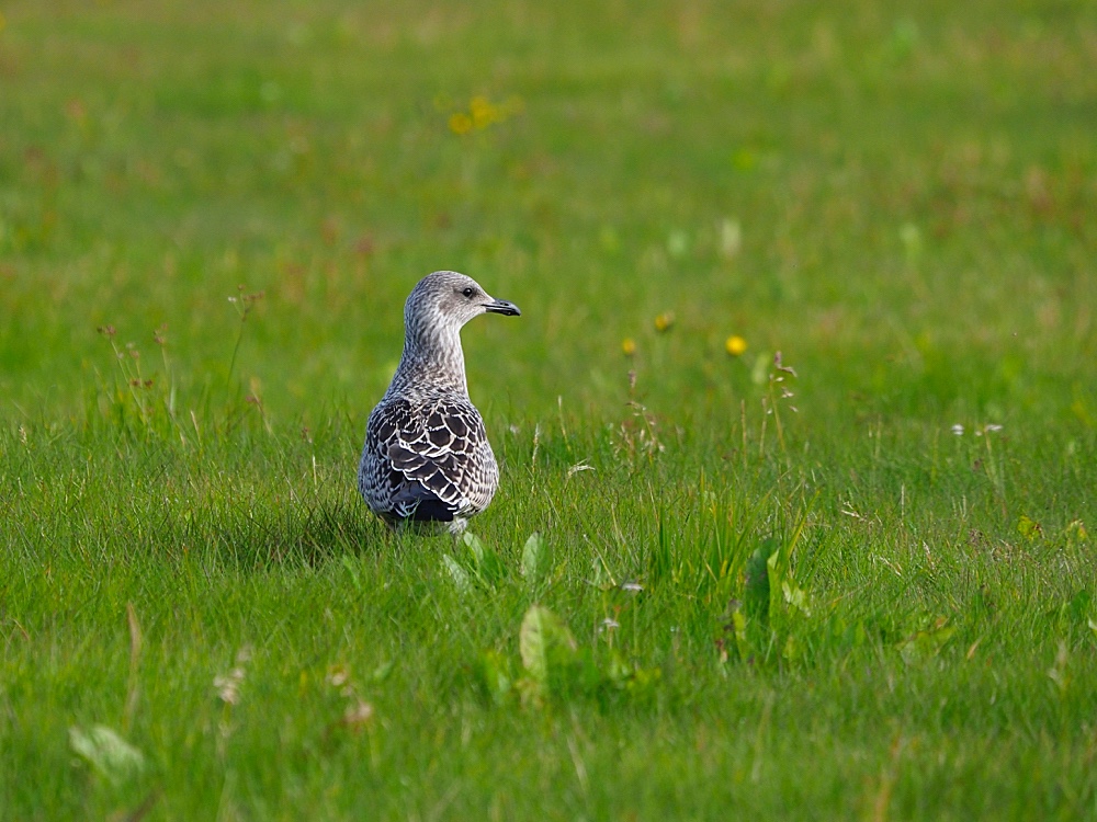 Gaviota sombría (Lesser black-backed gull)