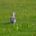 Gaviota sombría (Lesser black-backed gull)