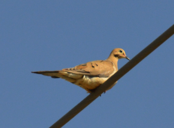 Mourning dove