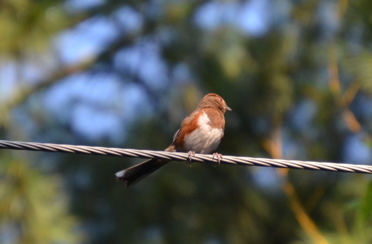 Eastern towhee female