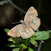 Glassy-winged Skipper