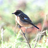 Stonechat; Tarabilla Común