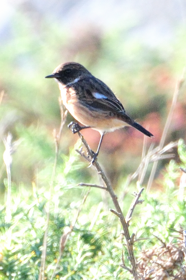 Stonechat; Tarabilla Común