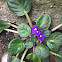 African Violet