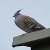 crested pigeon