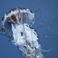 Jellyfish di 