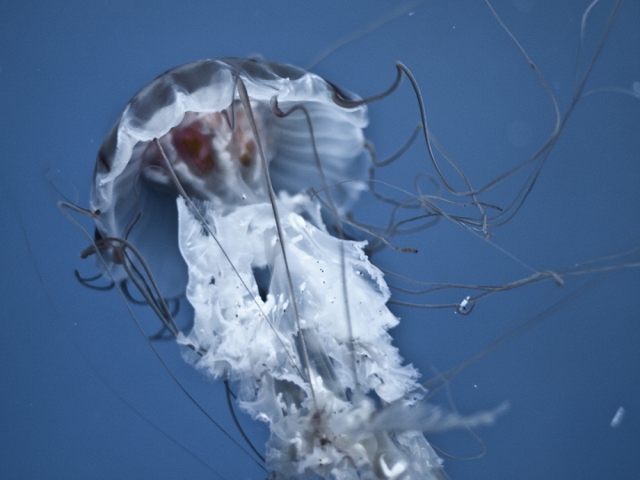 Jellyfish di utente cancellato