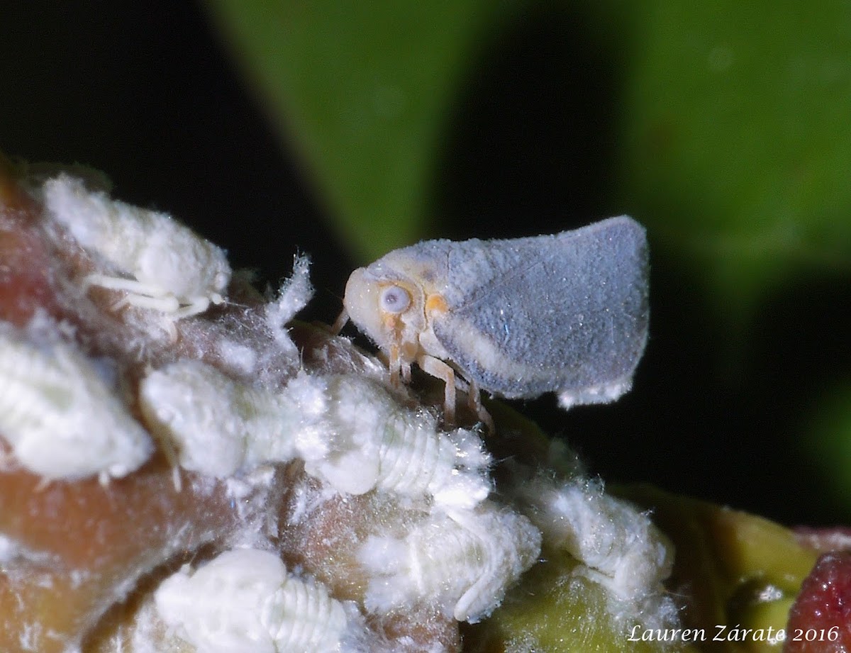 Flatid Planthopper