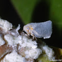 Flatid Planthopper