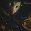 Virginia Opossum